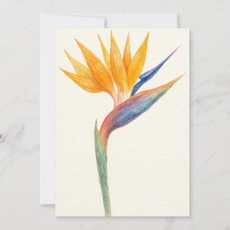 Bird of Paradise Botanical Postcard