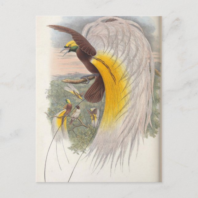 Bird of Paradise by John Gould, Bird Illustration Postcard (Front)