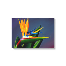 Bird of Paradise Canvas Print