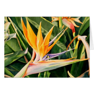 Bird of Paradise Card