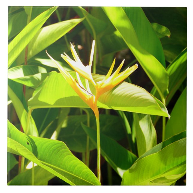 Bird of Paradise Ceramic Tile (Front)