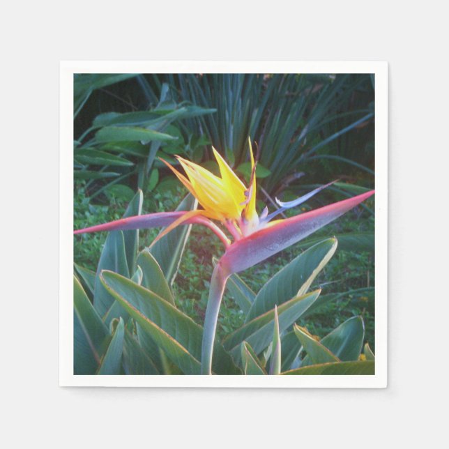 *Bird of Paradise* Cocktail Napkins (Front)