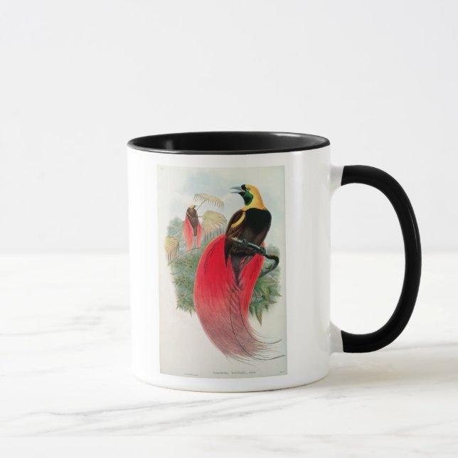 Bird of Paradise, engraved by T. Walter Mug (Right)