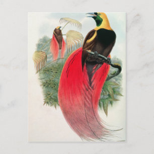 Bird of Paradise, engraved by T. Walter Postcard