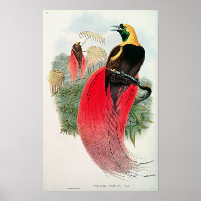 Bird of Paradise, engraved by T. Walter Poster (Front)