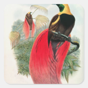 Bird of Paradise, engraved by T. Walter Square Sticker
