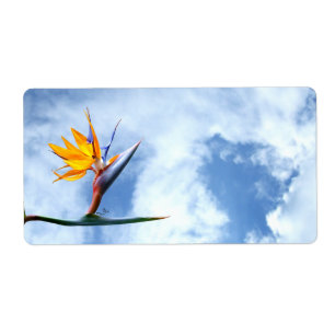 Bird of Paradise Flower