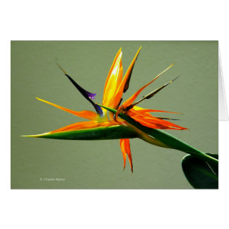 Bird of Paradise Flower