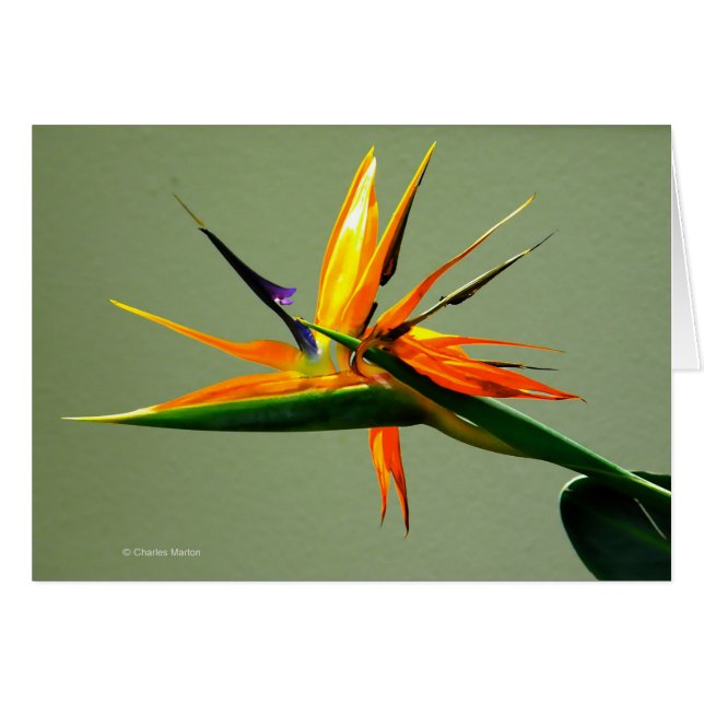 Bird of Paradise Flower (Front Horizontal)