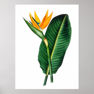 Bird of Paradise Flower Art Decor Poster