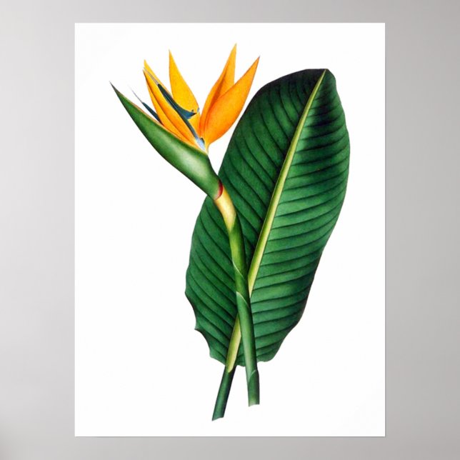 Bird of Paradise Flower Art Decor Poster (Front)