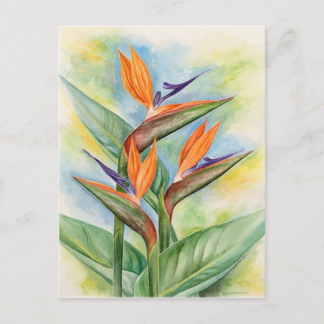 Bird Of Paradise Flower Art - Multi Postcard (Front)