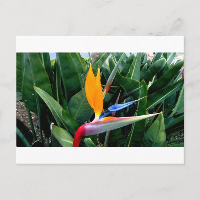 Bird Of Paradise Flower - California Postcard (Front)