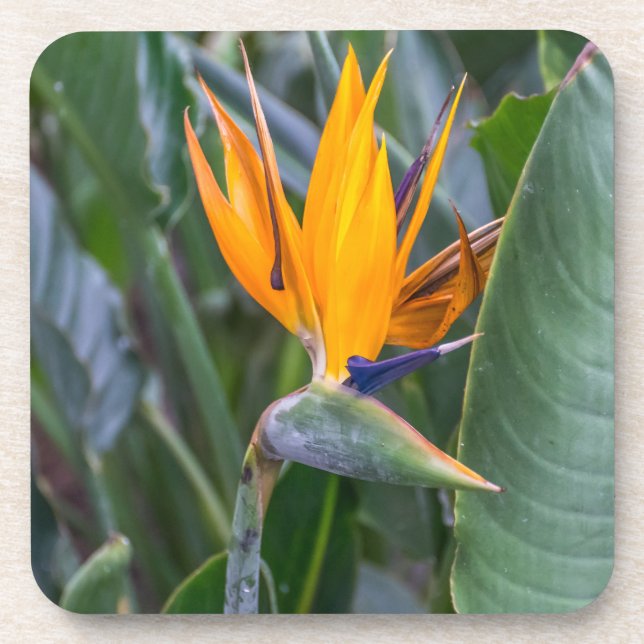 Bird of Paradise flower hard plastic coasters (Front)