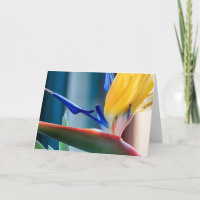 Bird of Paradise Flower