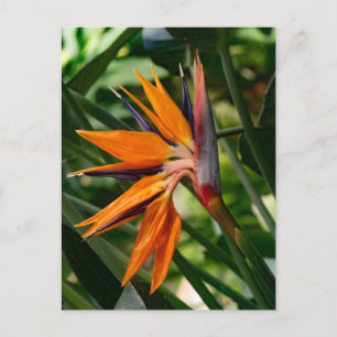 Bird of paradise flower. holiday postcard