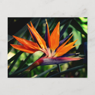 Bird of paradise flower. invitation postcard