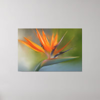 Bird of Paradise Flower Original Painting