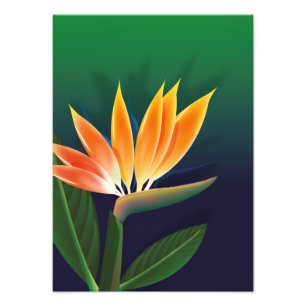 Bird of paradise flower photo print