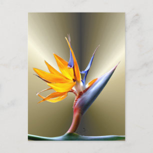 Bird of Paradise Flower Postcard