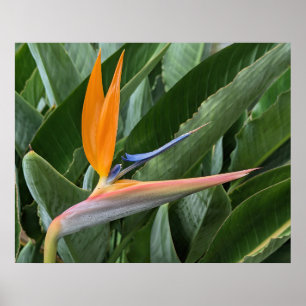 Bird of Paradise Flower Poster