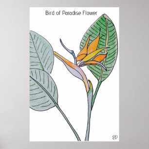 Bird of Paradise Flower Poster