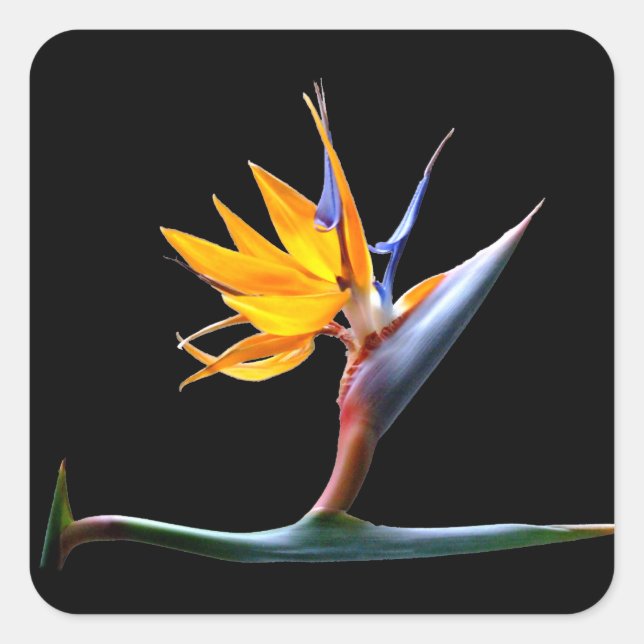 Bird of Paradise Flower Square Sticker (Front)