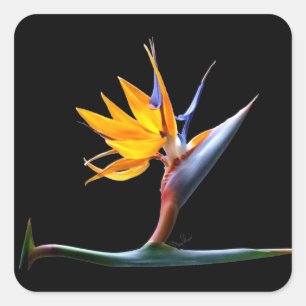 Bird of Paradise Flower Square Sticker