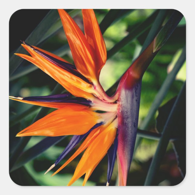 Bird of paradise flower.  square sticker (Front)