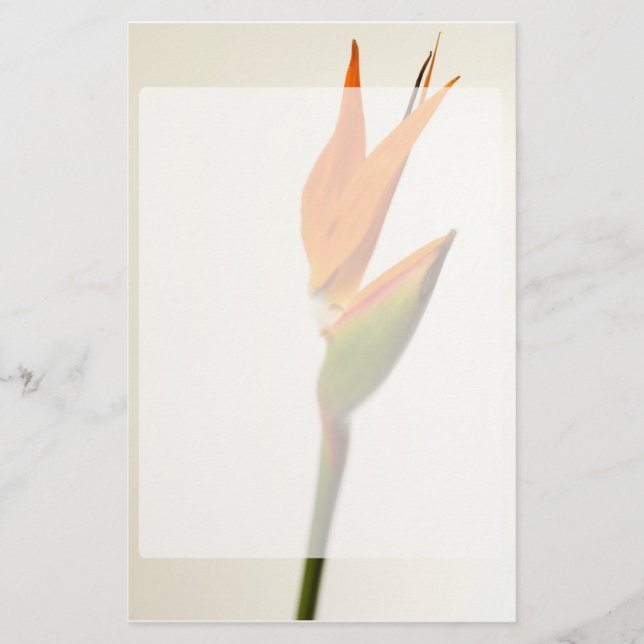 Bird Of Paradise Flower Stationery (Front)