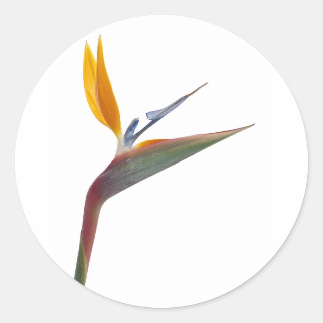 Bird of paradise flower (Strelitzia reginae) Classic Round Sticker (Front)