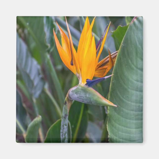 Bird of Paradise flower view fridge magnet (Front)