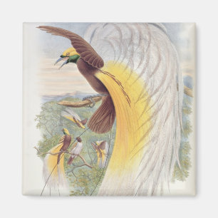Bird of Paradise, from 'Birds of New Guinea' Magnet