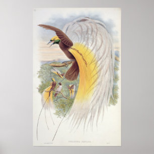 Bird of Paradise, from 'Birds of New Guinea' Poster