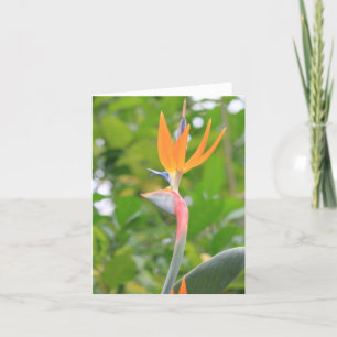 Bird of Paradise Greeting Card