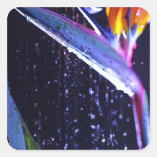 Bird of Paradise in the Rain Sticker