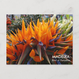 Bird of Paradise, MADEIRA Postcard