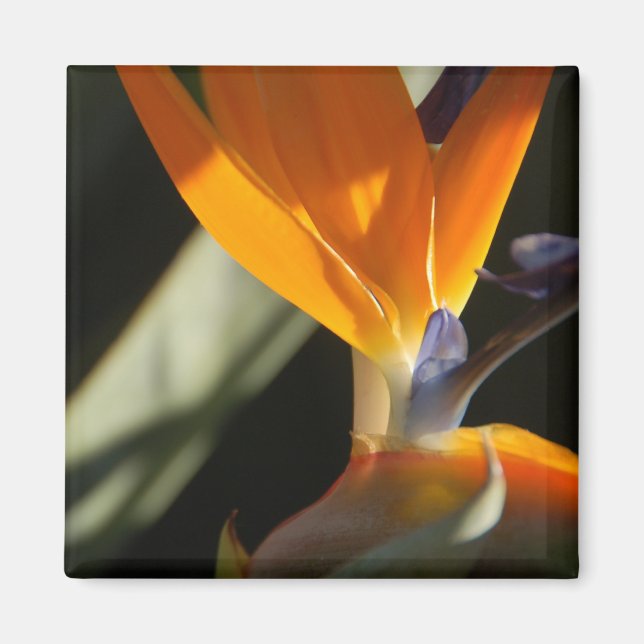 Bird of Paradise Magnet (Front)