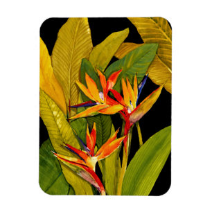 Bird of Paradise Magnet