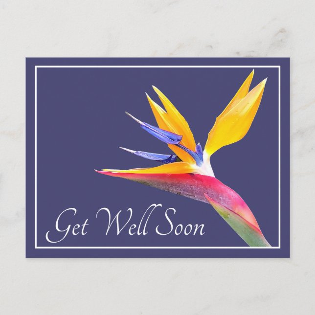 Bird Of Paradise Navy Background Get Well Postcard (Front)