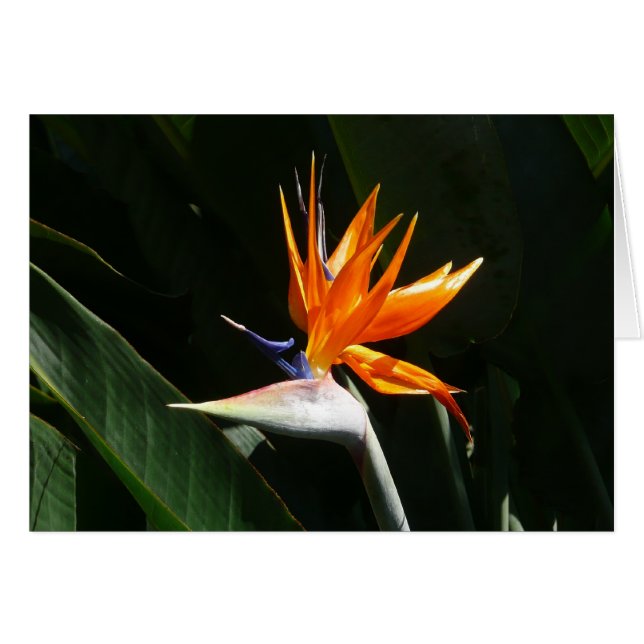 Bird of Paradise Orange Tropical Flower (Front Horizontal)