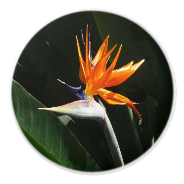 Bird of Paradise Orange Tropical Flower Ceramic Knob (Front)