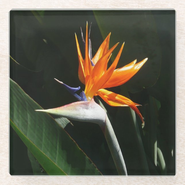 Bird of Paradise Orange Tropical Flower Glass Coaster (Front)