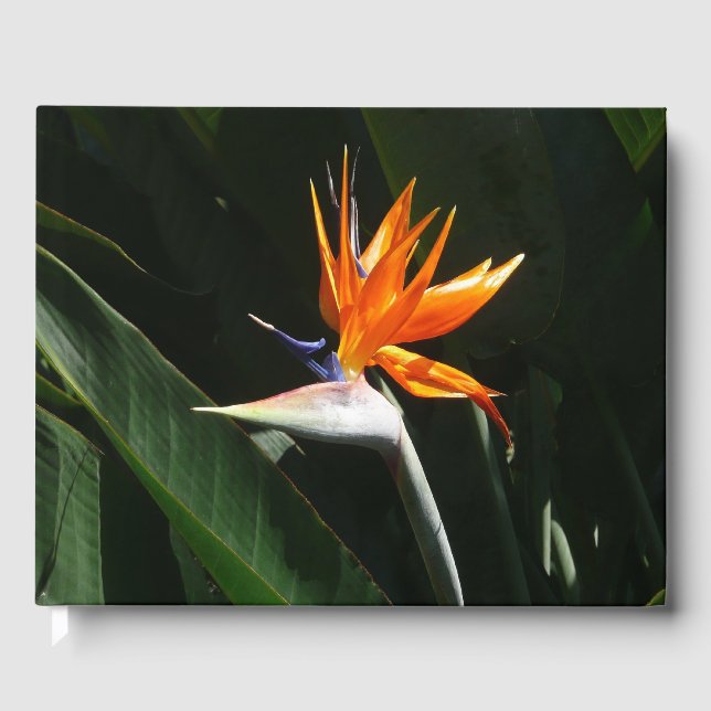 Bird of Paradise Orange Tropical Flower Guest Book (Front)