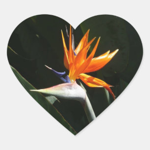 Bird of Paradise Orange Tropical Flower Heart Sticker