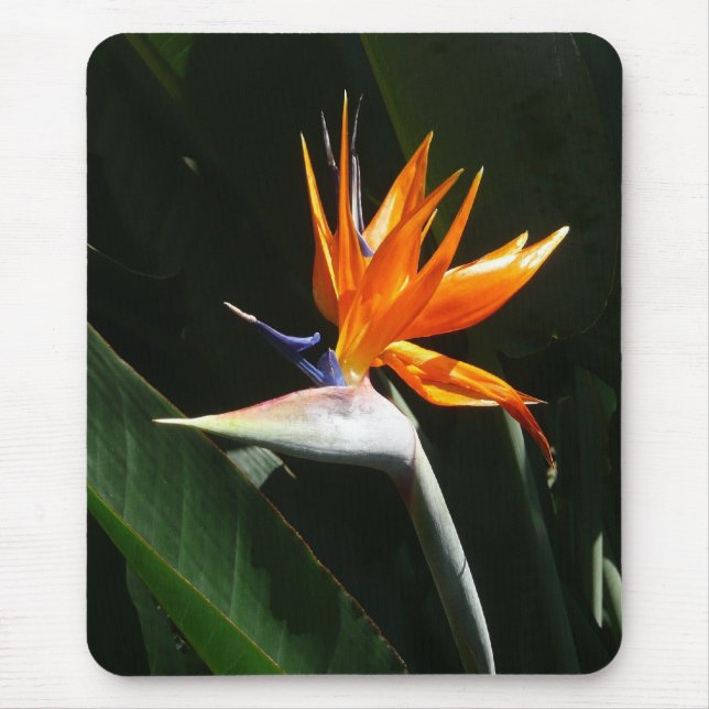 Bird of Paradise Orange Tropical Flower Mouse Pad (Front)