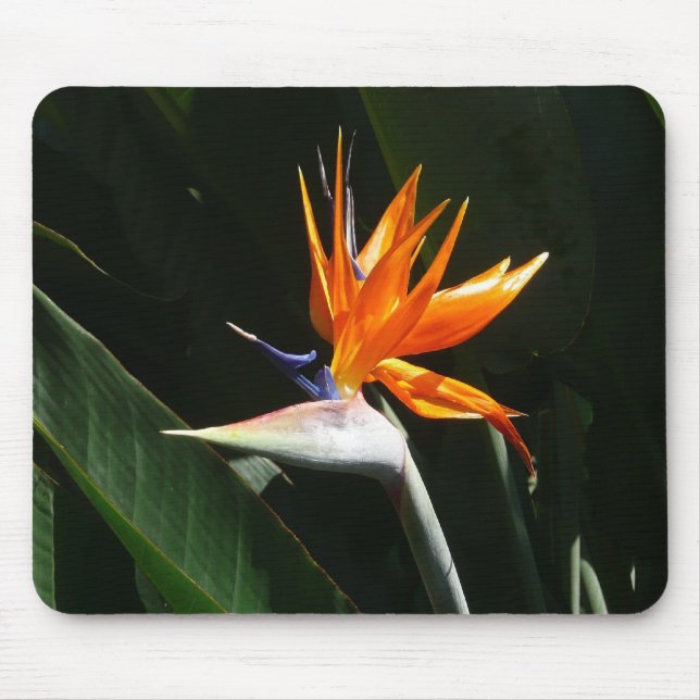 Bird of Paradise Orange Tropical Flower Mouse Pad (Front)