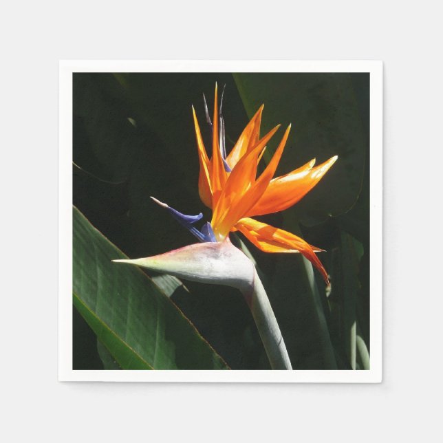 Bird of Paradise Orange Tropical Flower Napkin (Front)