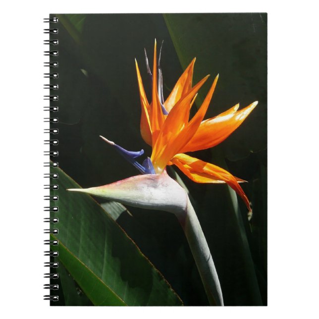 Bird of Paradise Orange Tropical Flower Notebook (Front)