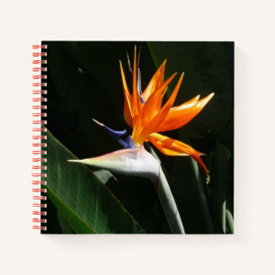 Bird of Paradise Orange Tropical Flower Notebook